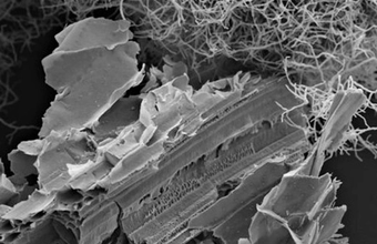 Group advances in understanding the metabolism of fungi essential for the production of cellulosic ethanol
