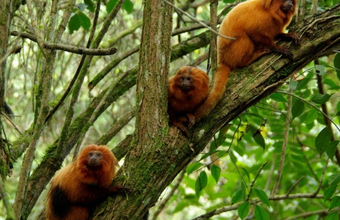 ExxonMobil renews support for the Golden Lion Tamarin Association for the fourth year in a row