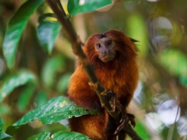 ExxonMobil Brazil brings the sensory experience of the Atlantic Forest to OTC.