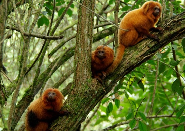 ExxonMobil renews support for the Golden Lion Tamarin Association for the fourth year in a row