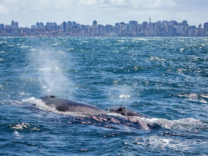 Petrobras' Humpback Whale Project registers 60 offspring on the Brazilian coast