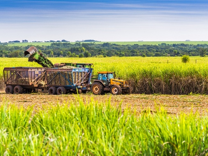 Research shows sustainability of sugarcane cultivation for bioenergy