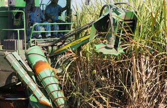 Anhydrous production advances at an accelerated pace even with a drop in the quality of the raw material