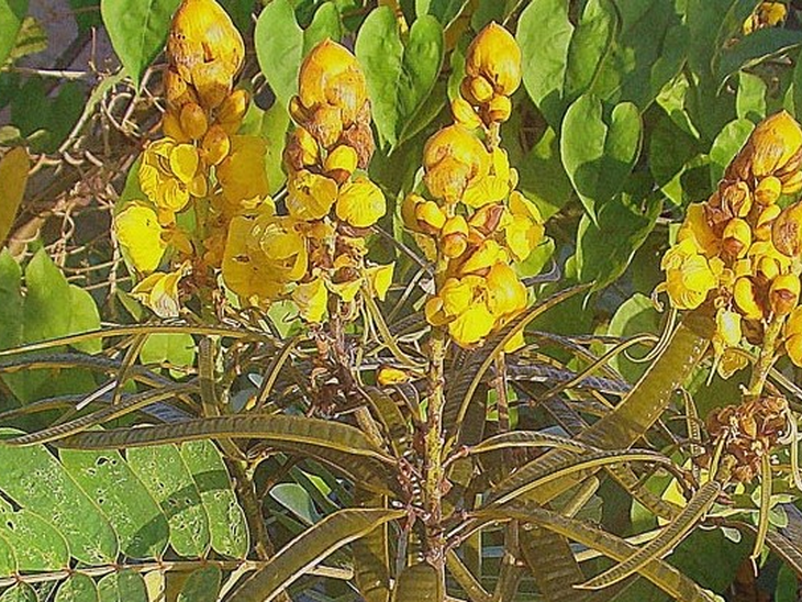 Aquatic plant and Amazonian shrub reveal potential for bioenergy production