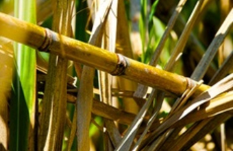 Ethanol sales by South-Central mills reached 2.25 billion liters in December