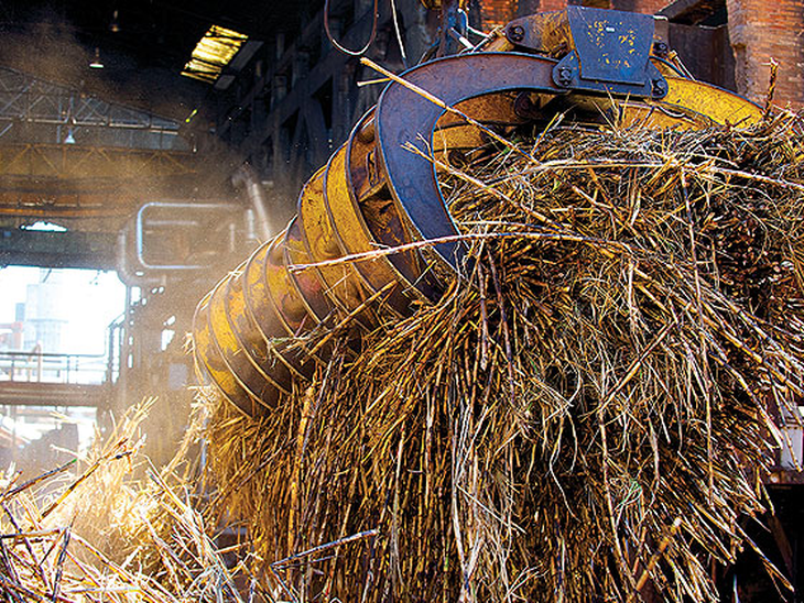 Report: Brazil to Lead in Biomass Power