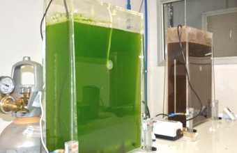 Brazilian researchers identify microalgae that can provide biofuels