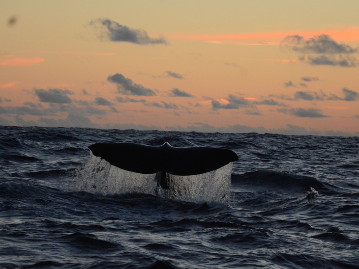 Petrobras registers 27 species of whales and dolphins in the Santos Basin over 5 years