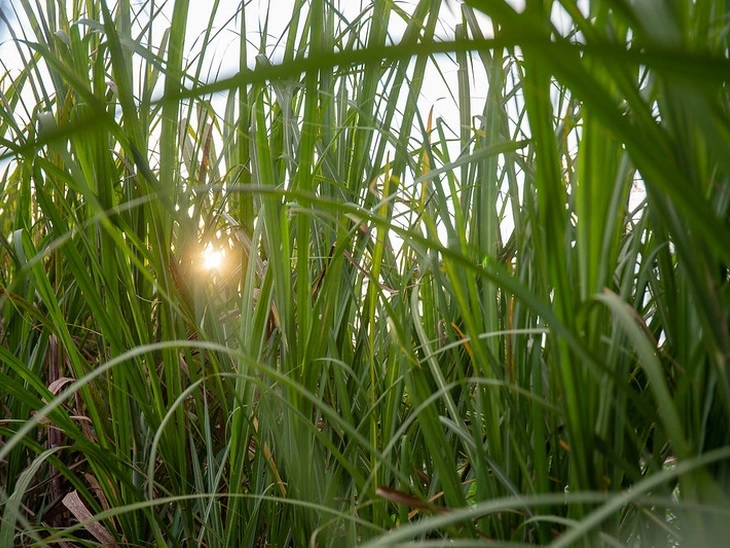 Ethanol/Cepea: agents are waiting for possible return of taxes; prices go up