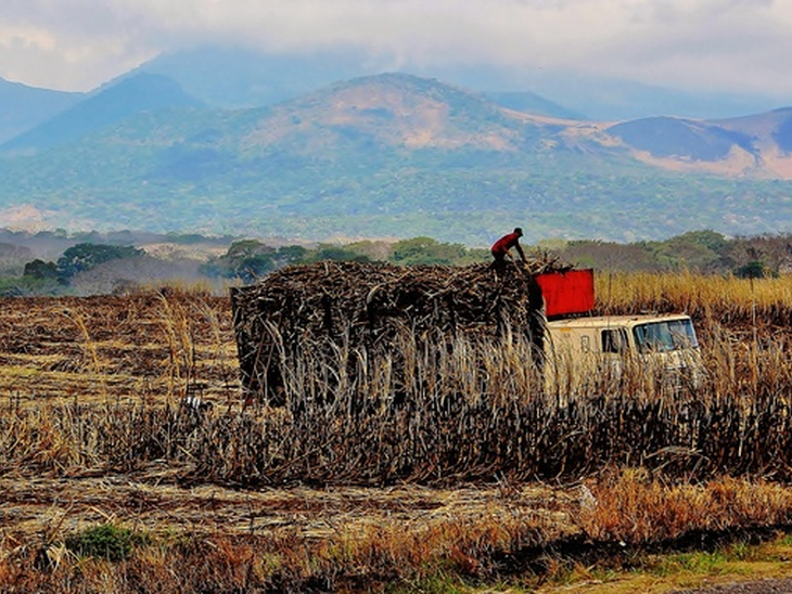 The biofuels sector is most affected by the lack of skilled workers