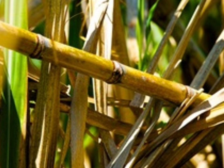 Ethanol sales by South-Central mills reached 2.25 billion liters in December