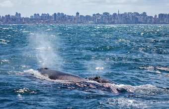 Petrobras' Humpback Whale Project registers 60 offspring on the Brazilian coast