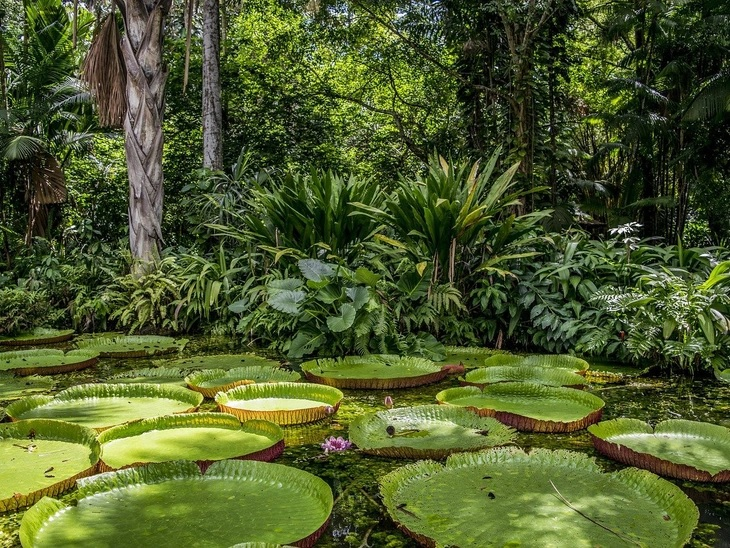 BNDES creates matchfunding to invest up to R$ 500 million in forest recovery with support from partners