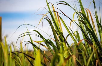 Ethanol consumption in Paraíba avoids 387 thousand tons of greenhouse gases in 2021