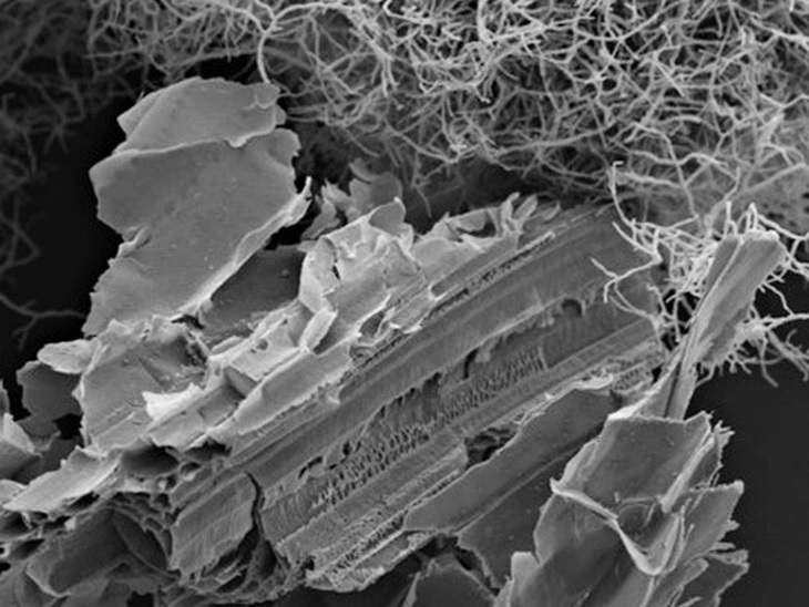 Group advances in understanding the metabolism of fungi essential for the production of cellulosic ethanol