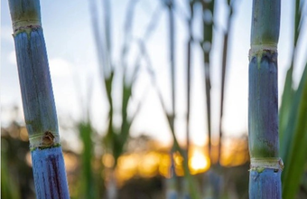 Sugarcane production estimated at 663.4 million tons for the 2025/26 harvest