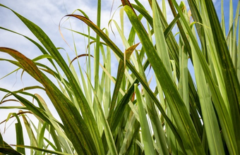 Cana Zoom Report Launched with Harvest and Climate Conditions in Sugarcane Production