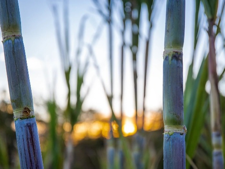 Ethanol production exceeds 32 billion liters.