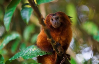 ExxonMobil Brazil brings the sensory experience of the Atlantic Forest to OTC.