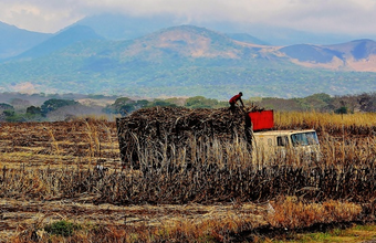 The biofuels sector is most affected by the lack of skilled workers