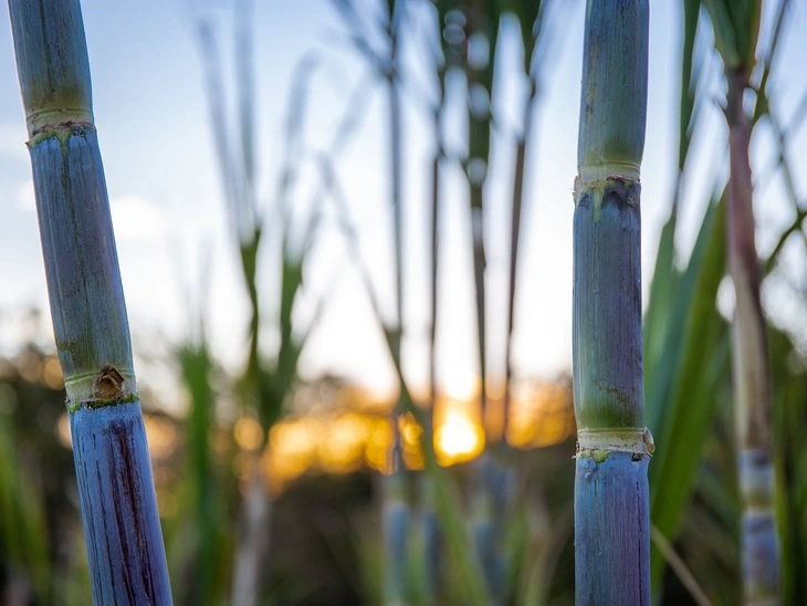 Daily sales of hydrated ethanol in the domestic market increased by 11% in February.