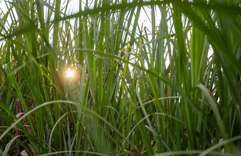 Ethanol/Cepea: agents are waiting for possible return of taxes; prices go up