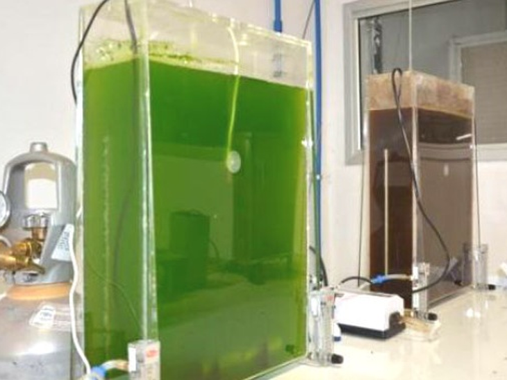 Brazilian researchers identify microalgae that can provide biofuels