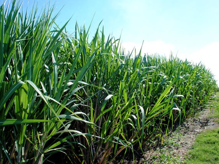 BNDES will support sugar and alcohol sector to face pandemic
