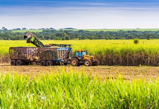 Sugar and alcohol plants: despite uncertainties, the worst is over Sugar and alcohol plants: despite uncertainties, the worst is over