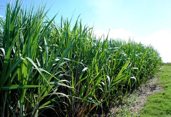 BNDES will support sugar and alcohol sector to face pandemic BNDES will support sugar and alcohol sector to face pandemic