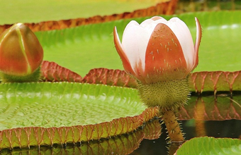 Equinor participates in the agenda of sustainable development and combating deforestation in the Amazon