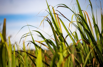 CTC puts cellulosic ethanol production plant on sale