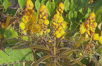 Aquatic plant and Amazonian shrub reveal potential for bioenergy production