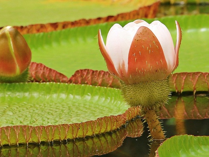 Equinor participates in the agenda of sustainable development and combating deforestation in the Amazon