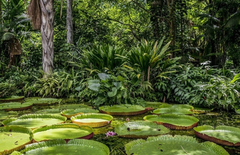 BNDES creates matchfunding to invest up to R$ 500 million in forest recovery with support from partners