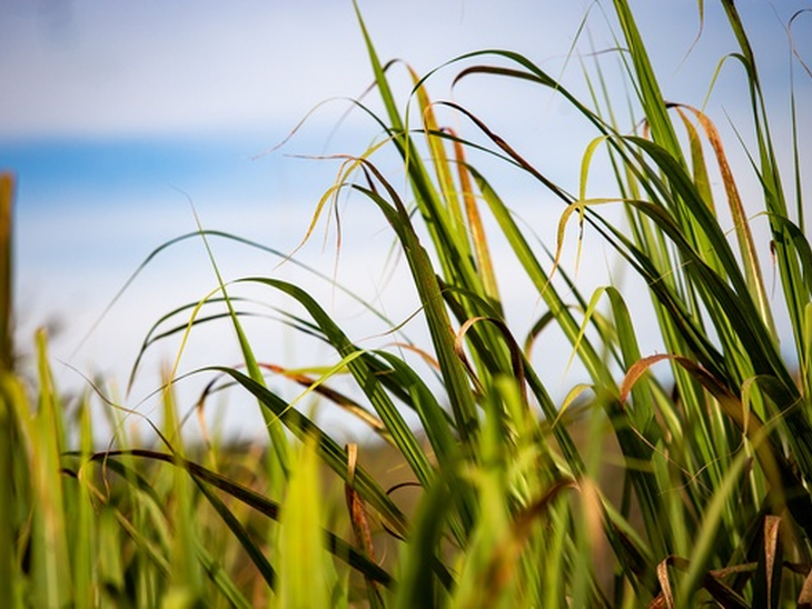 CTC puts cellulosic ethanol production plant on sale