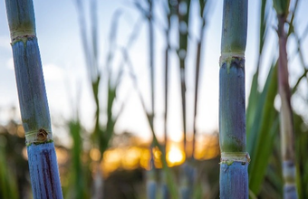 Ethanol production exceeds 32 billion liters.