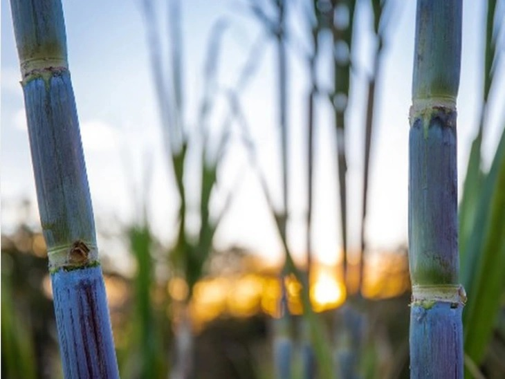 Sugarcane production estimated at 663.4 million tons for the 2025/26 harvest