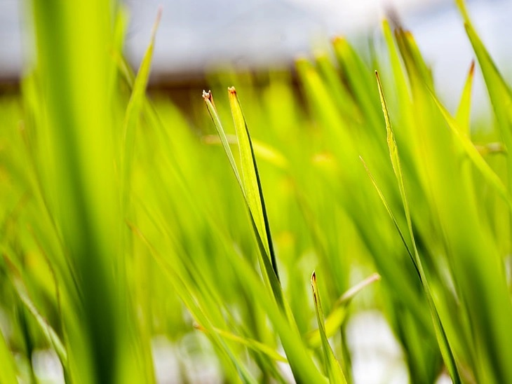 Ethanol/Cepea: sales of hydrated ethanol are the highest of the 2023/24 crop