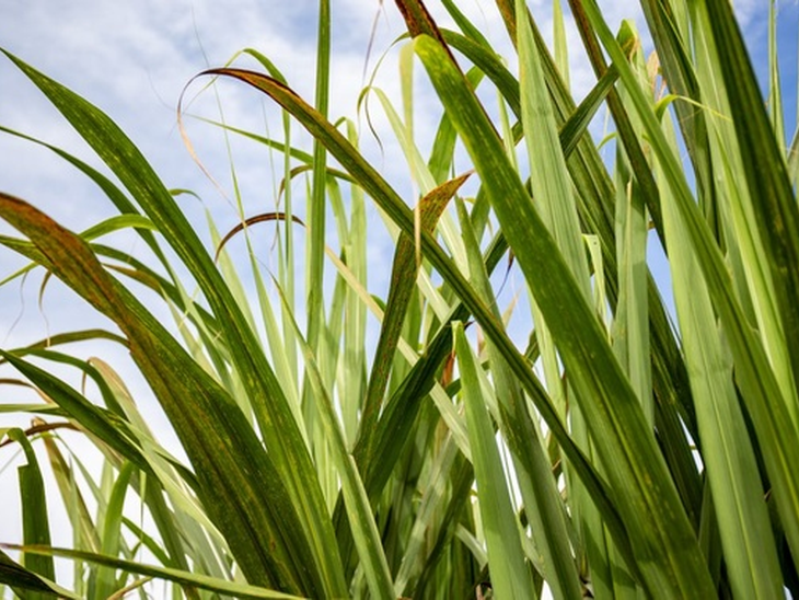 Kátia Abreu proposes emergency credit line for the sugar and alcohol sector